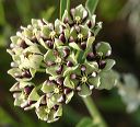 Antelope Horns Milkweed in the Supersitions