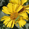 Brittlebush in the Supersitions