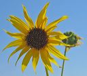 Common Sunflower in the Supersitions