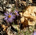 Leafybract Aster in the Superstitions