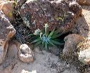 Rock Dudleya in the Supersitions
