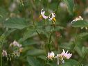 White Nightshade in the Superstitions